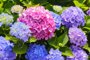 hydrangea boise | farwest landscaping boise