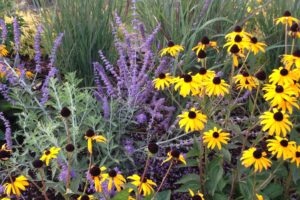 blackeyed susan | FarWest Landscape | Perennial Design |Boise Idaho